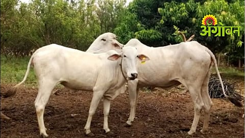 Livestock Department Alert