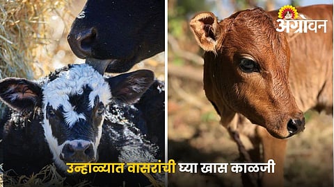 Protect Young Calves from Heatstroke This Summer