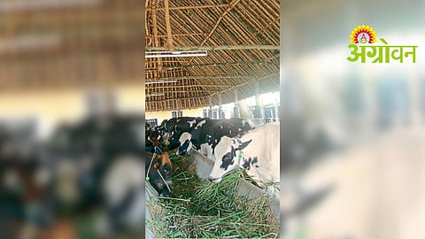 Summer Livestock Care