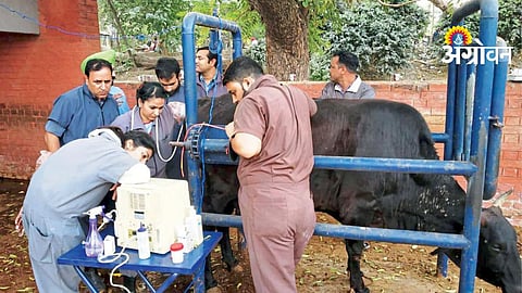 Animal Health Security