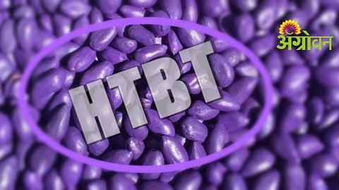 Illegal Cotton Seeds