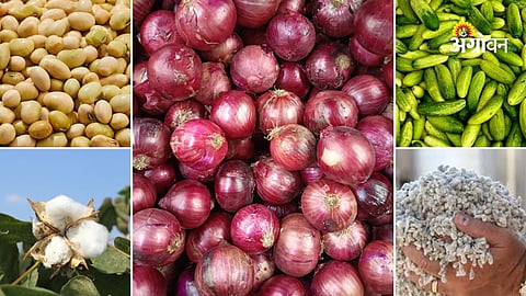 Maharashtra agri commodity market update today