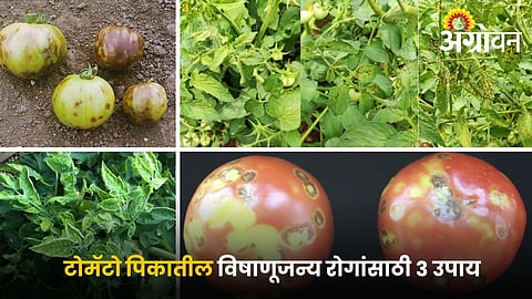 Control viral diseases in tomato crop