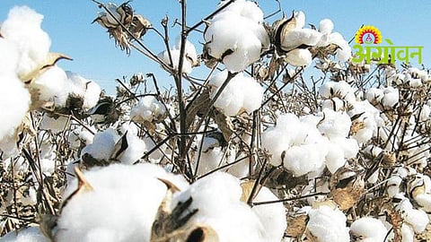 Cotton Procurement