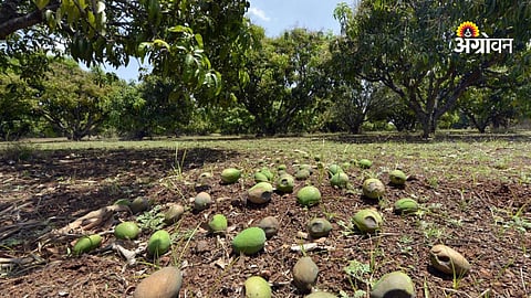 Kesar mango orchard damage Marathwada