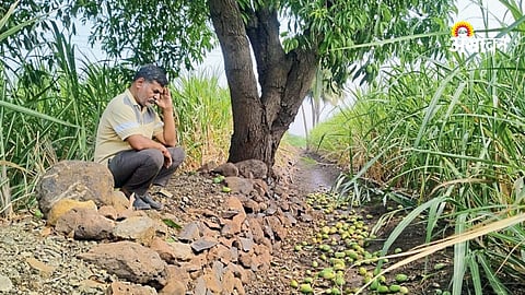 crop damage due to heavy rain in indapur maharashtra