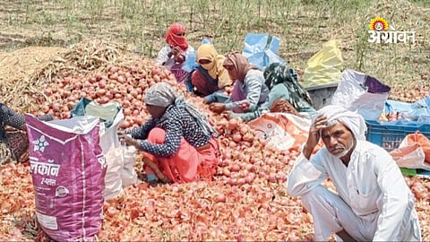 Onion farmers crisis due to price fall