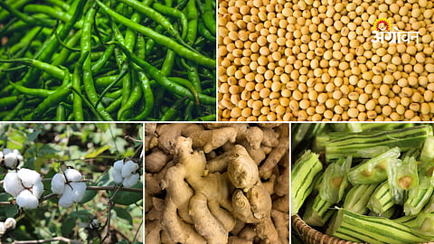 Maharashtra crop market price analysis today