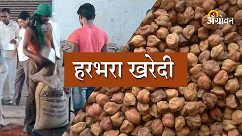 Chana procurement stopped in Maharashtra MSP issue