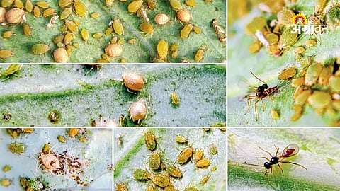 Aphidius colemani use in aphid biological control 