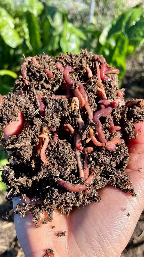 Heat Stress Earthworms