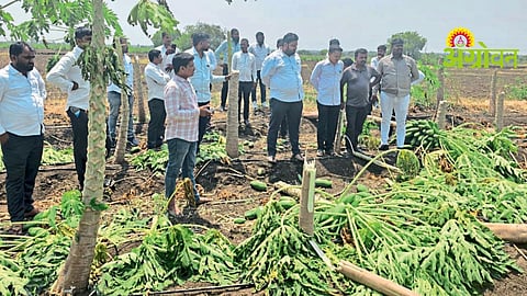 Papaya Crop Damage