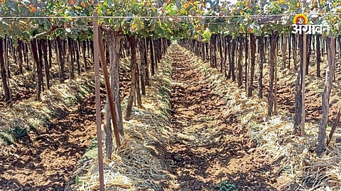 Protecting grape crops from heat using mulching