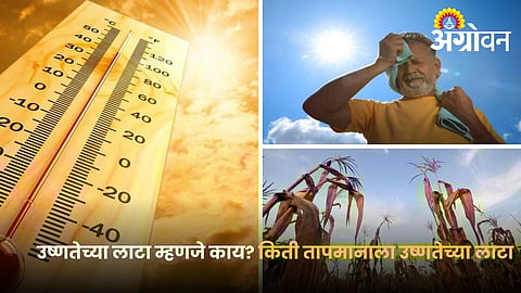 Rising Temperatures and Impact of Heatwaves on Farming and Livestock