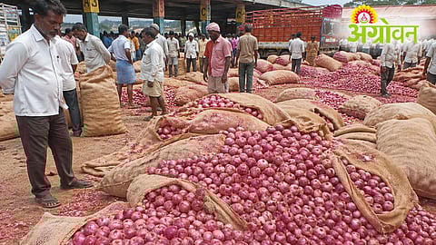 Onion Price Crash