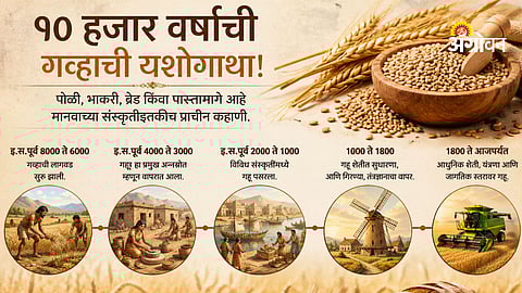 Role of wheat in human culture and diet