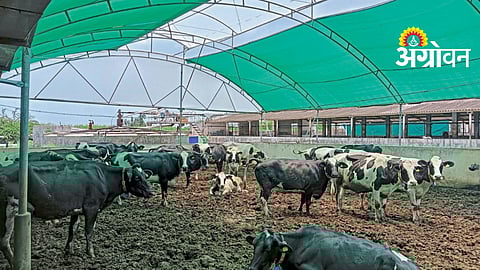 Livestock Care In Summer