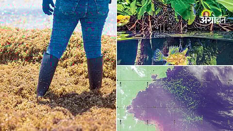 Use of artificial intelligence in ocean algae monitoring