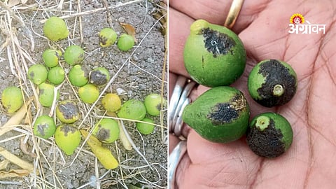 Climate change and heatwave impact on orange Orchards