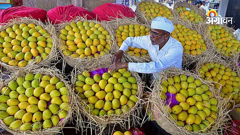 Alphonso Mango Prices Range Between 500-700 Per Dozen