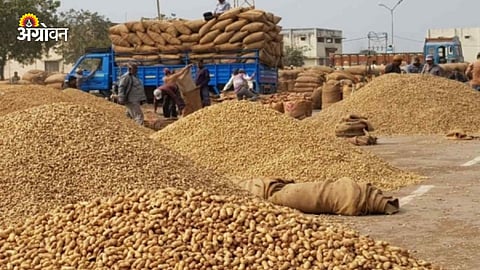Indonesia’s Peanut Import Quota