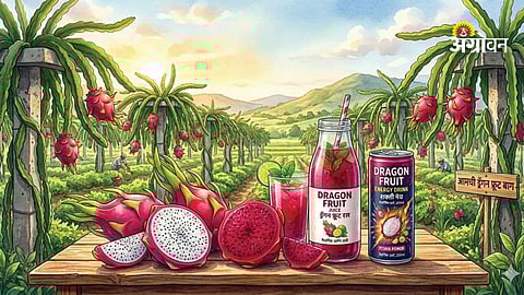 Dragon fruit farming profitability in Maharashtra