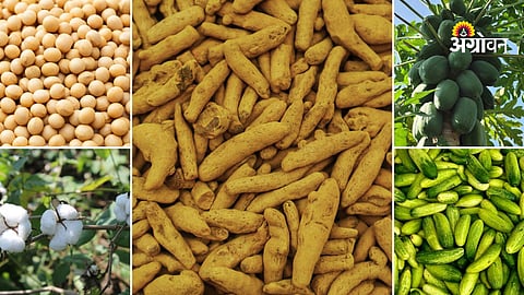 Agri Market Update in Maharashtra