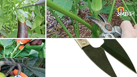 Post Harvest Management