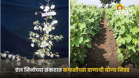 Best cotton varieties for low rainfall