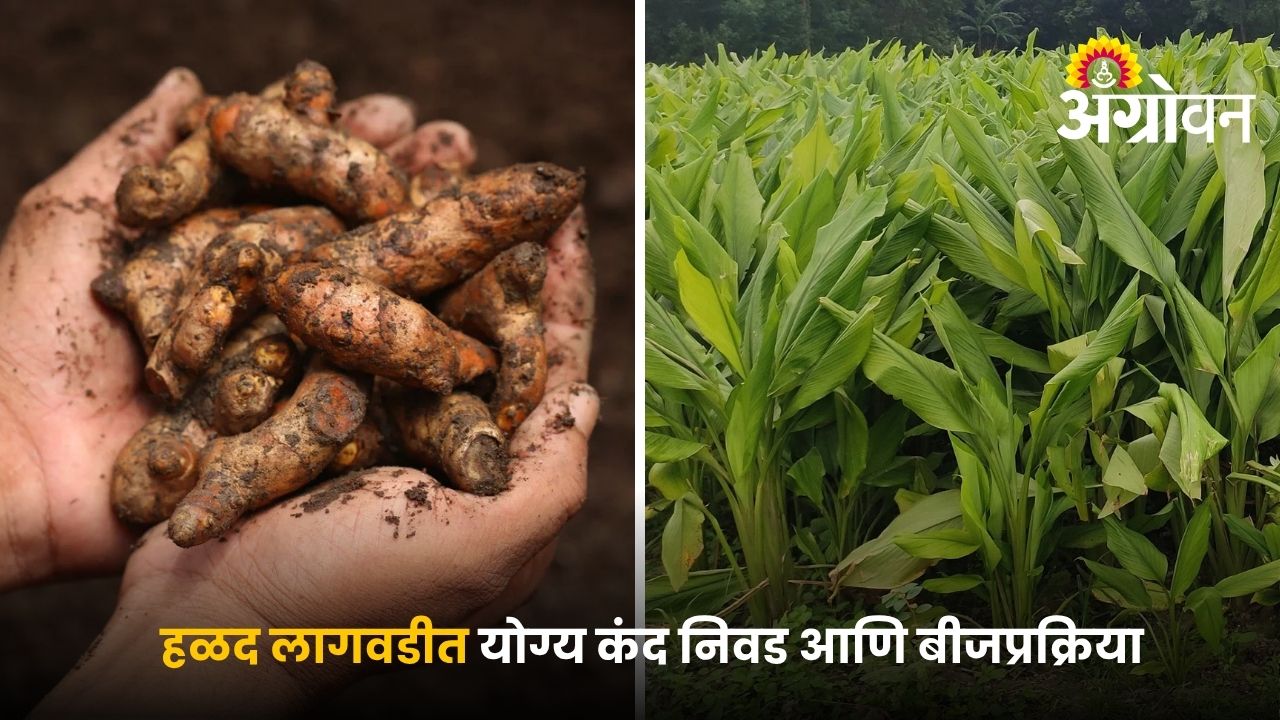 Right Rhizome Selection is Key for Successful Turmeric Farming