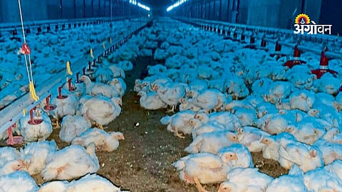 Role of poultry in rural employment generation