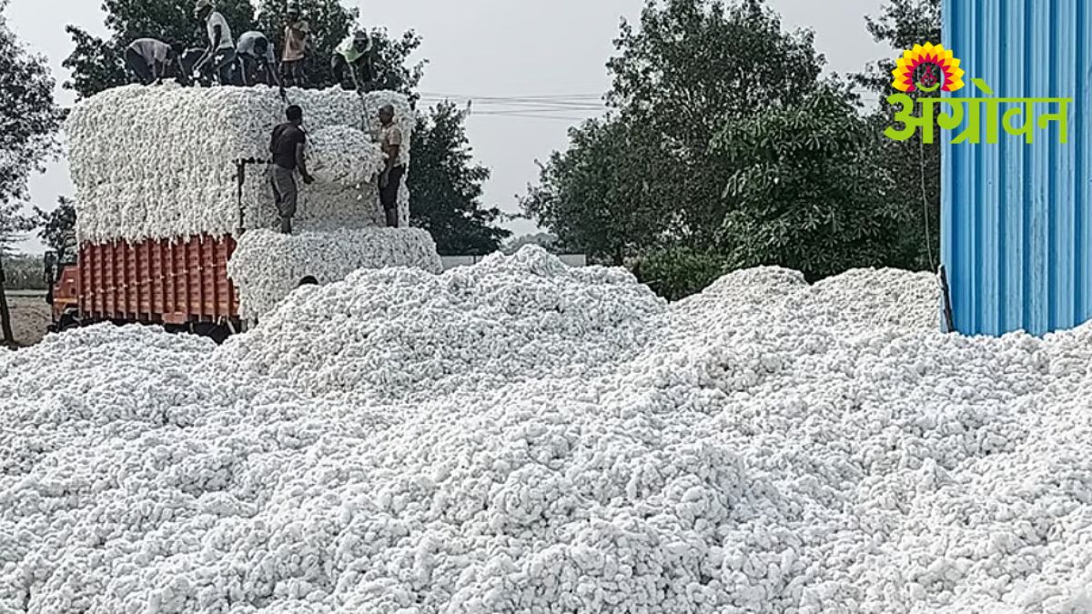 Ginning Society Scam