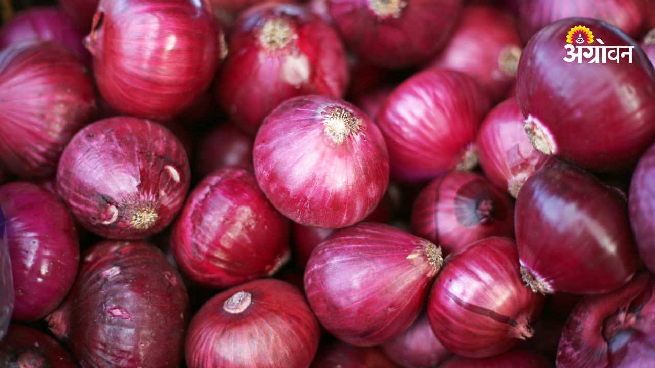 Issues faced by FPOs in onion storage and procurement