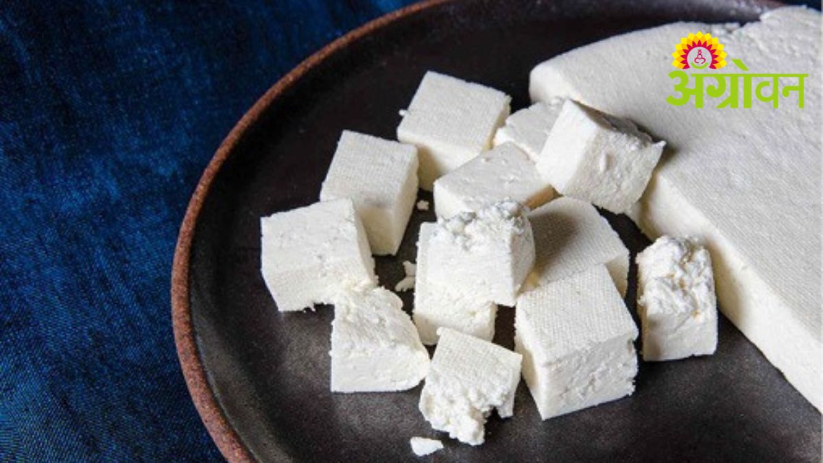 Paneer Adulteration