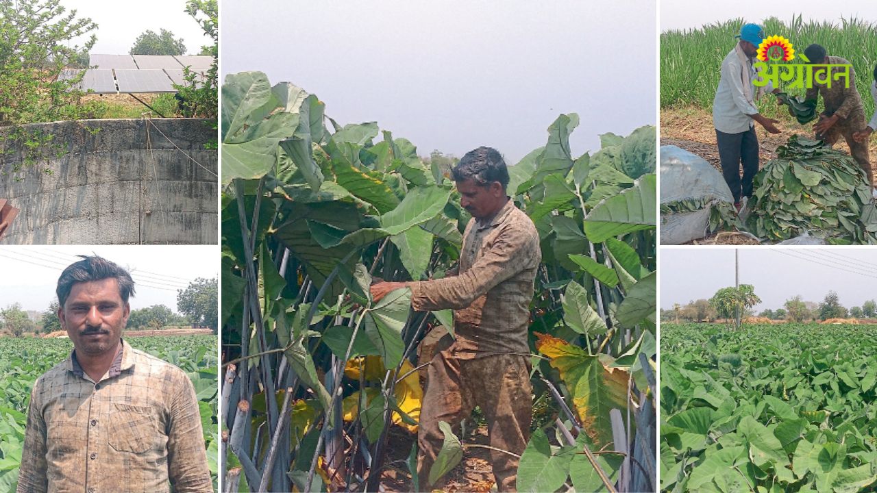 Success story of small farmer
