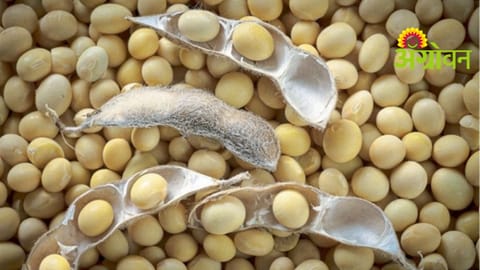 Soybean Crop Insurance Compensation
