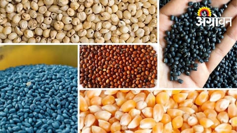 Massive Seed Demand for Kharif 2026 in Parbhani