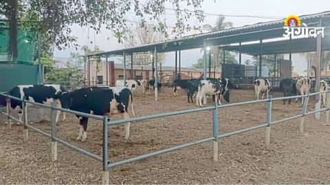 Dairy Farming Success Story