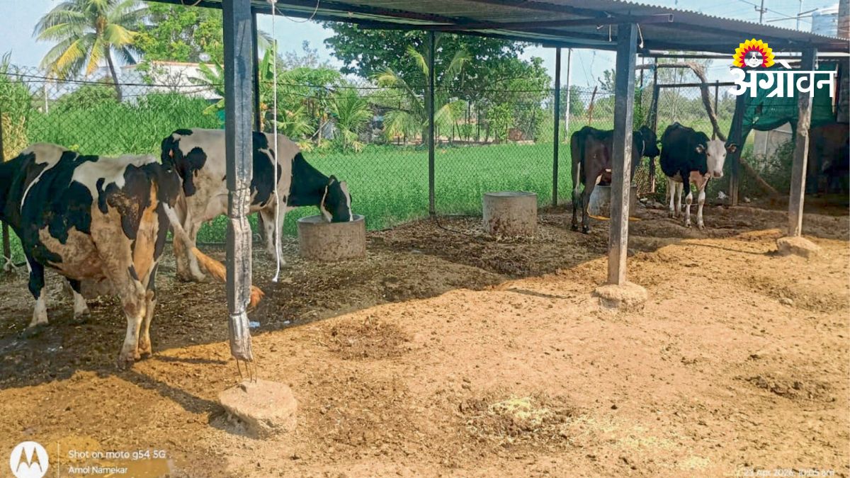 Dairy Farming Success Story