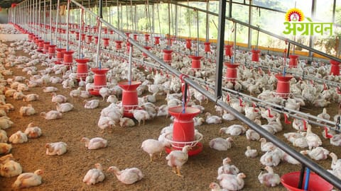 Poultry Deaths Case