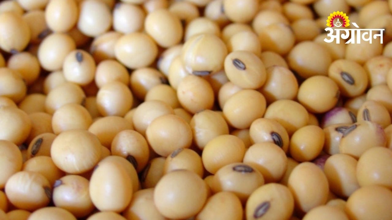 Soybean Prices Cross ₹6000 Mark in Vidarbha Markets