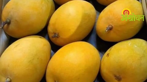 Hapus Mango Prices