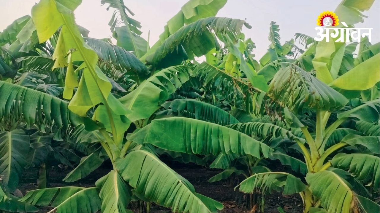 Extreme Heat in Akola Impacts Banana Crops