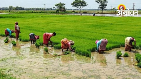 Relief Likely for Farmers Missing MSP in Gondia