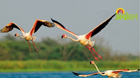 Migratory Birds