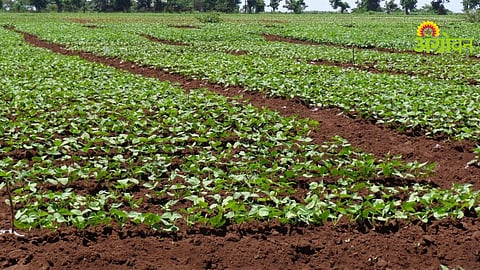 Crop Demonstration