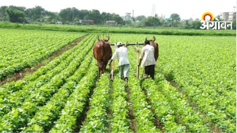 Kharif Sowing Planning