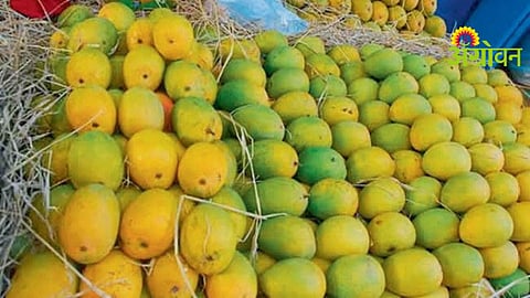 Hapus Mango Prices