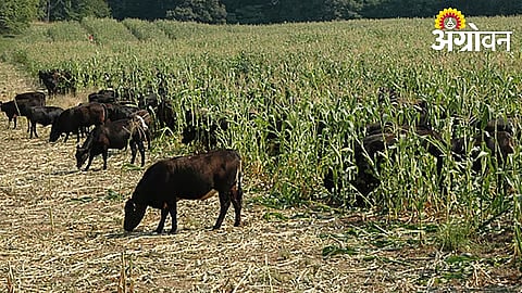 Forest Department Positive on Compensation for Crop Loss