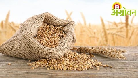Wheat Procurement